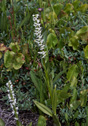 Habenaria dilatata